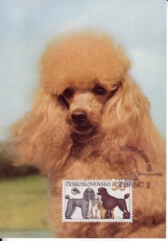 pes Trpasličí pudl xxxx 98 008 CZ ** - Fauna